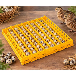 Otomatik Bıldırcın Kuluçka Viyolü 9'lu – 38 × 55,5 cm