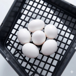 Yumurta Folluğu | Kompakt ve Hijyenik Tavuk Folluğu