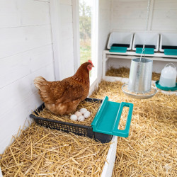 Yumurta Folluğu | Kompakt ve Hijyenik Tavuk Folluğu